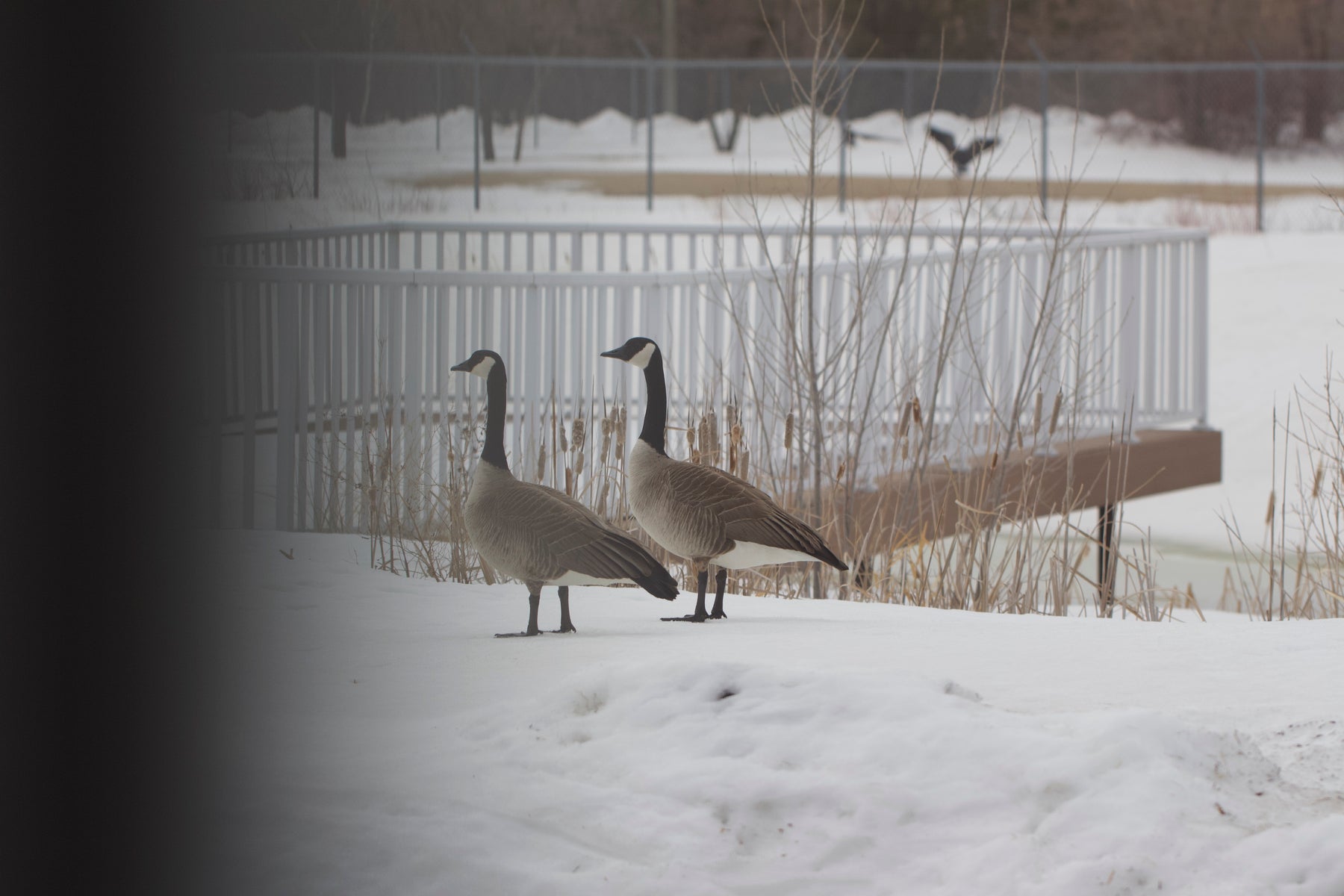 AVIAN INFLUENZA (HPAI) UPDATES