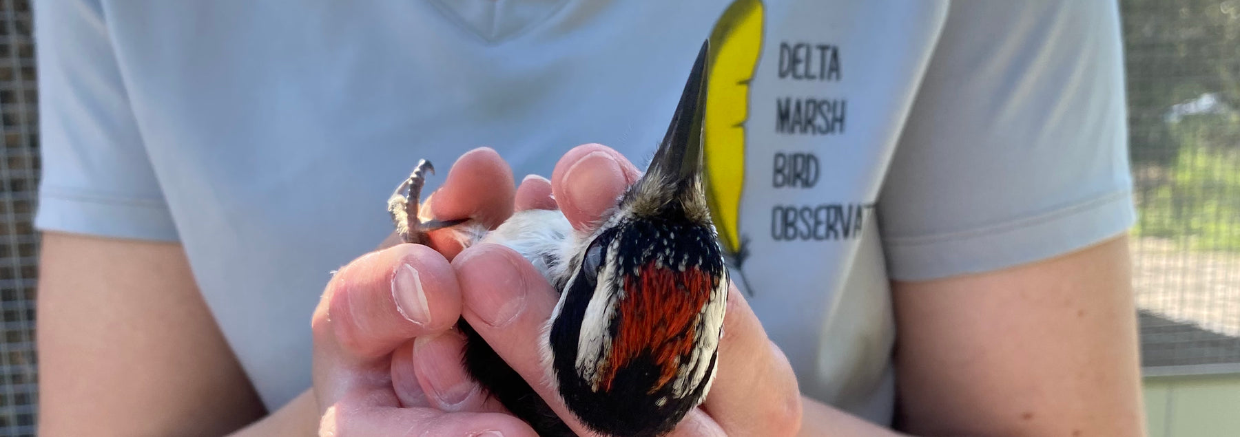 Wildlife Haven Partners with Delta Marsh Bird Observatory