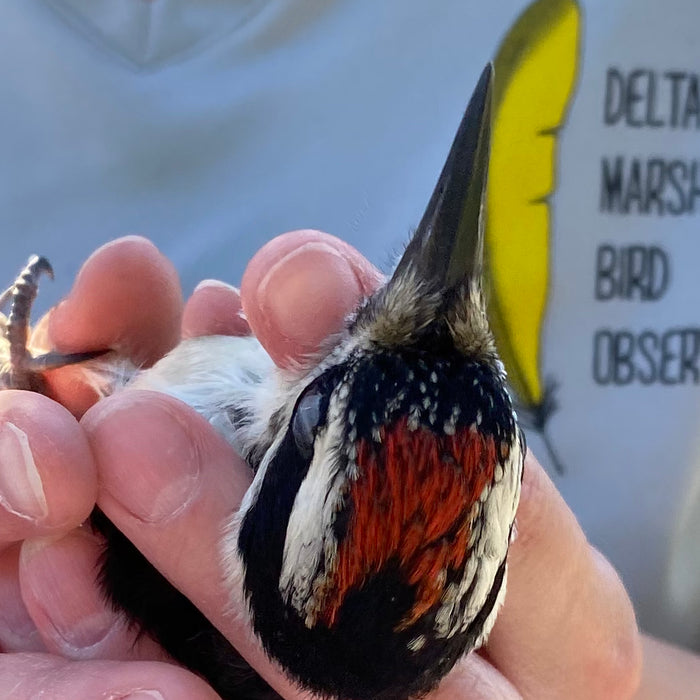 Wildlife Haven Partners with Delta Marsh Bird Observatory