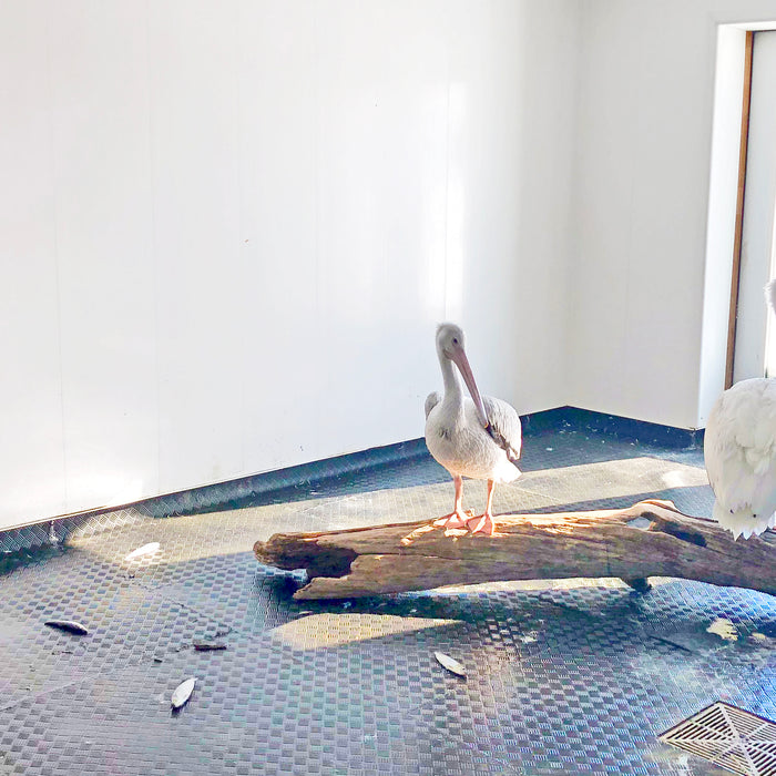 A Community's effort to save the Pelicans