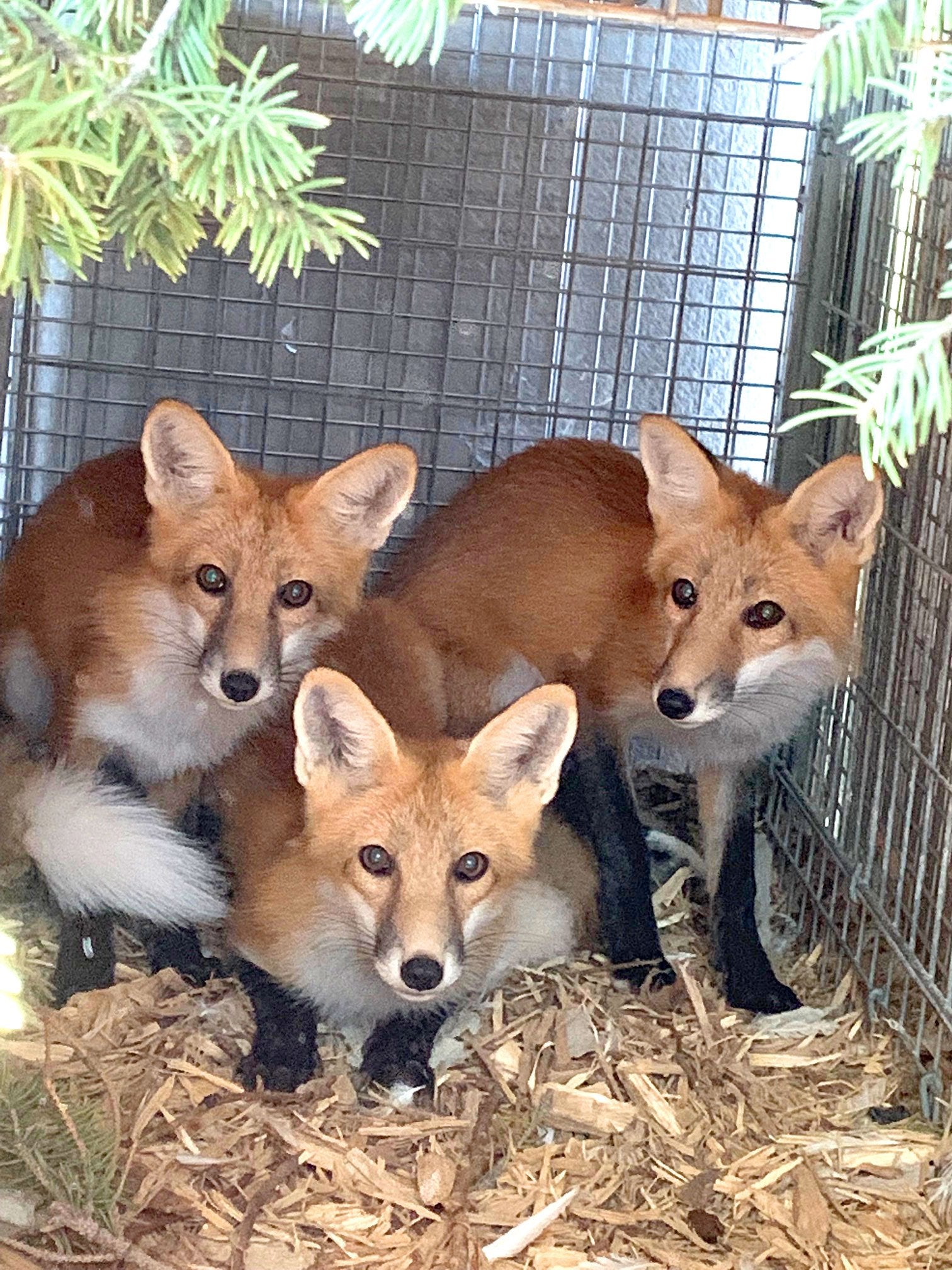 Bright Future for Orphaned Kits