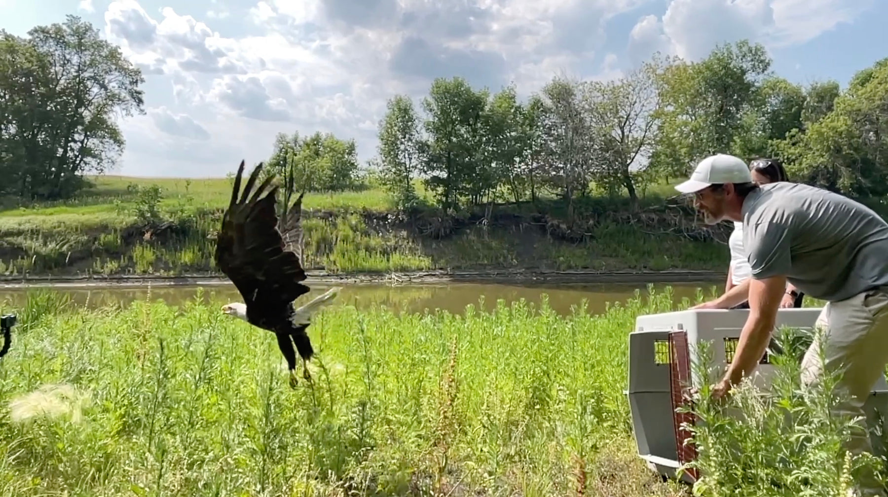 Welcome back to the wild, Bald Eagle!