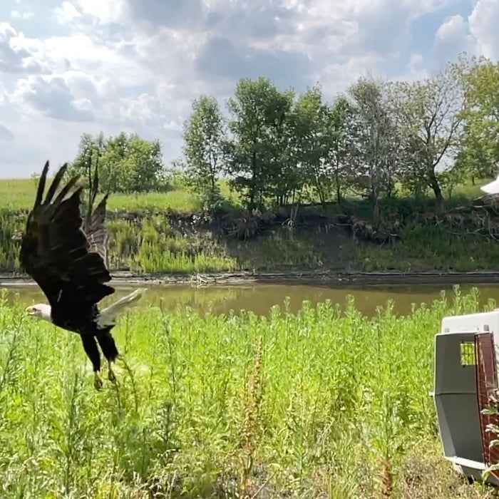 Welcome back to the wild, Bald Eagle!