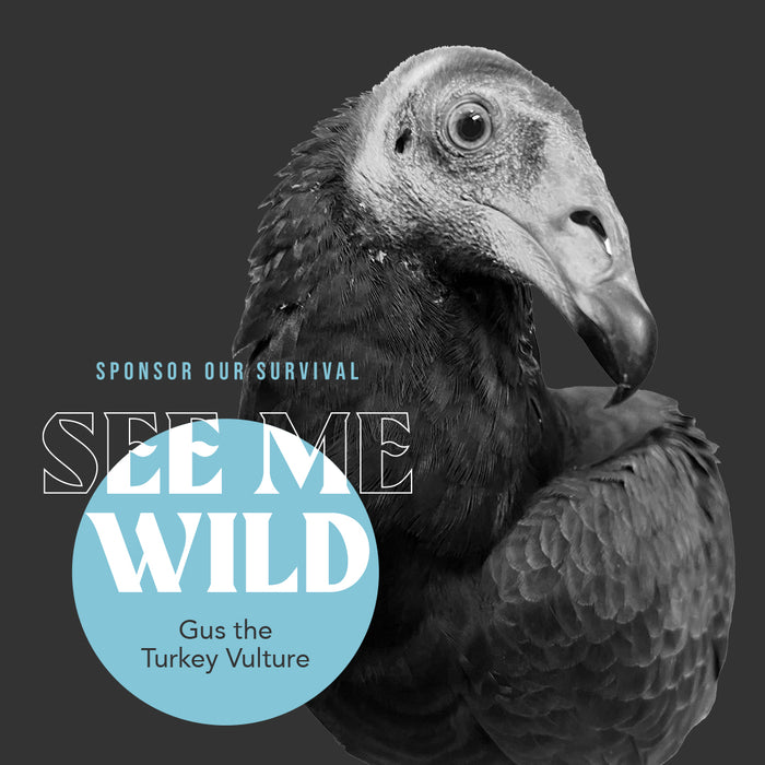 "Gus" The Turkey Vulture