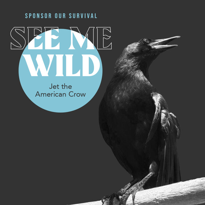"Jet" The American Crow