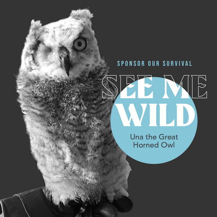 "Una" The Great Horned Owl
