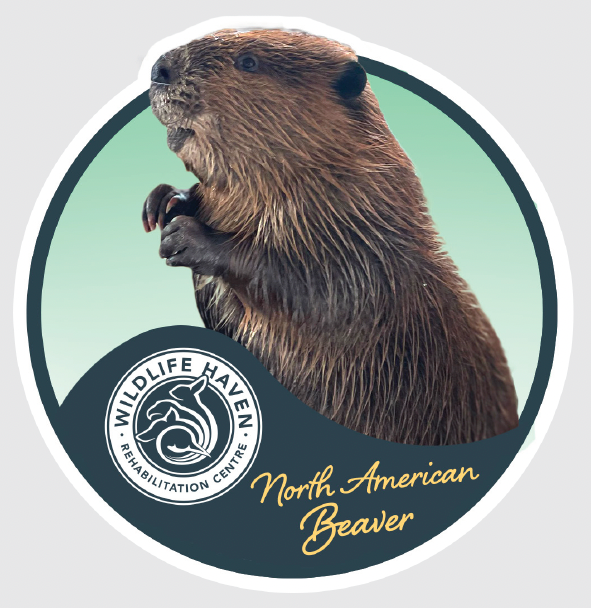 Vinyl Wildlife Stickers