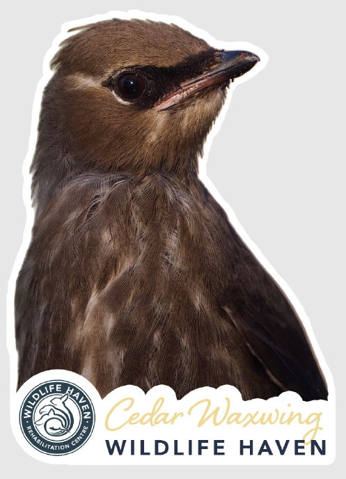 Vinyl Wildlife Stickers