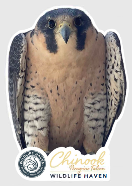 Vinyl Wildlife Stickers