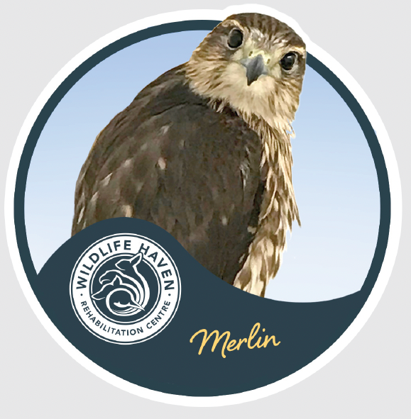 Vinyl Wildlife Stickers