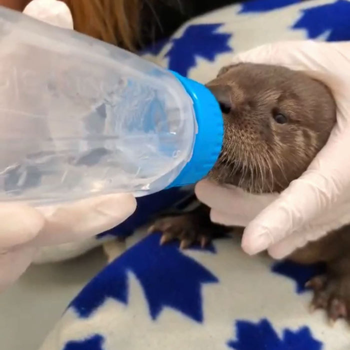 Orphaned Otter Gets a Second Chance at Life