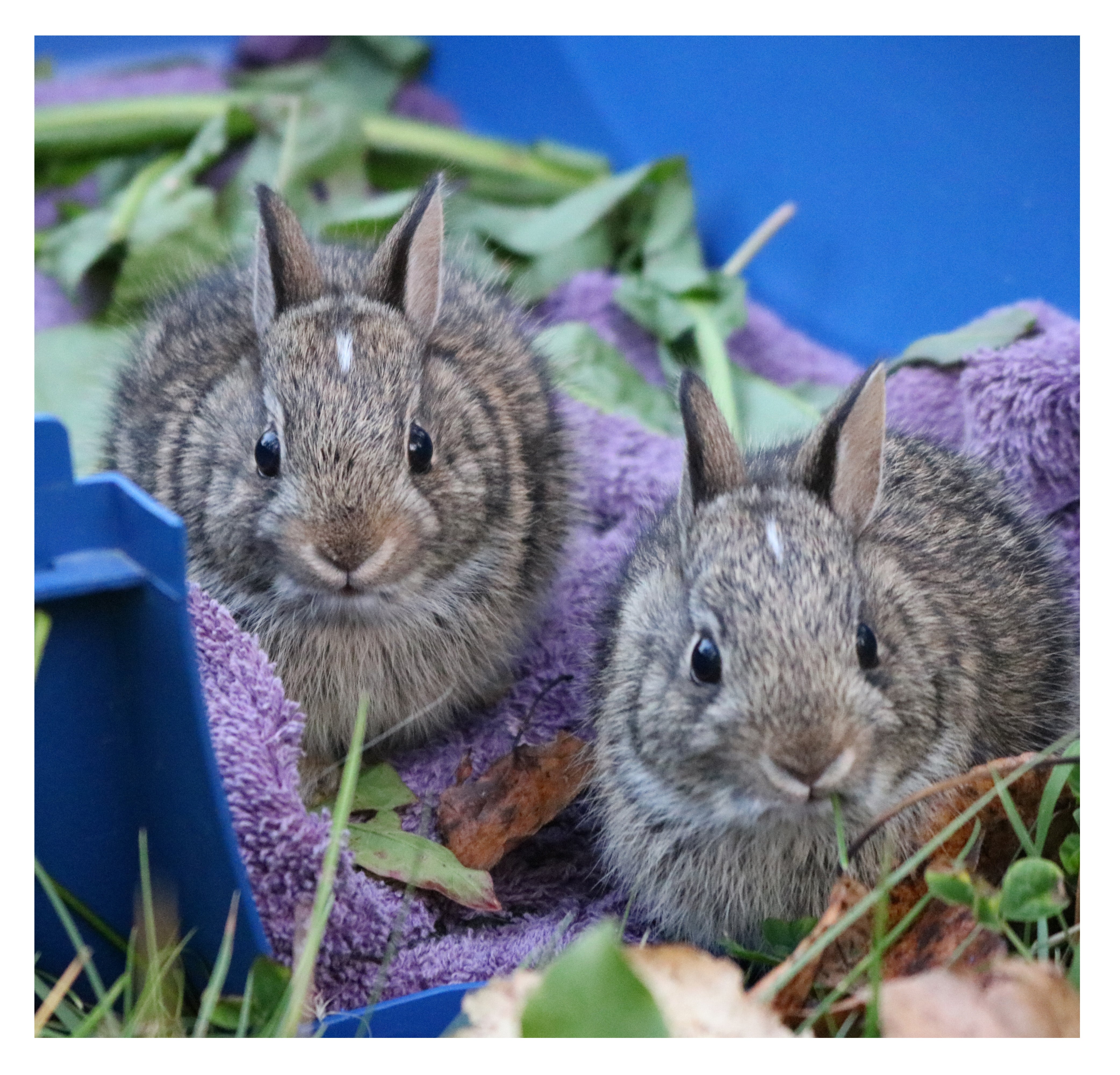Baby Bunny Formula