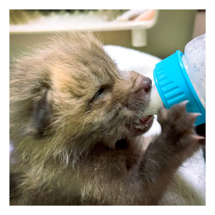 Baby Raccoon or Baby Fox Formula