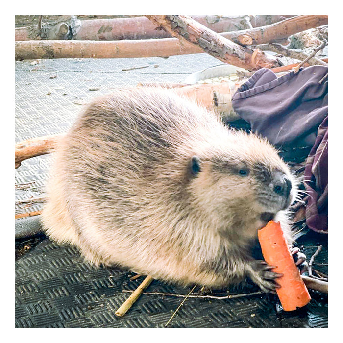 1 Week of Vegetables