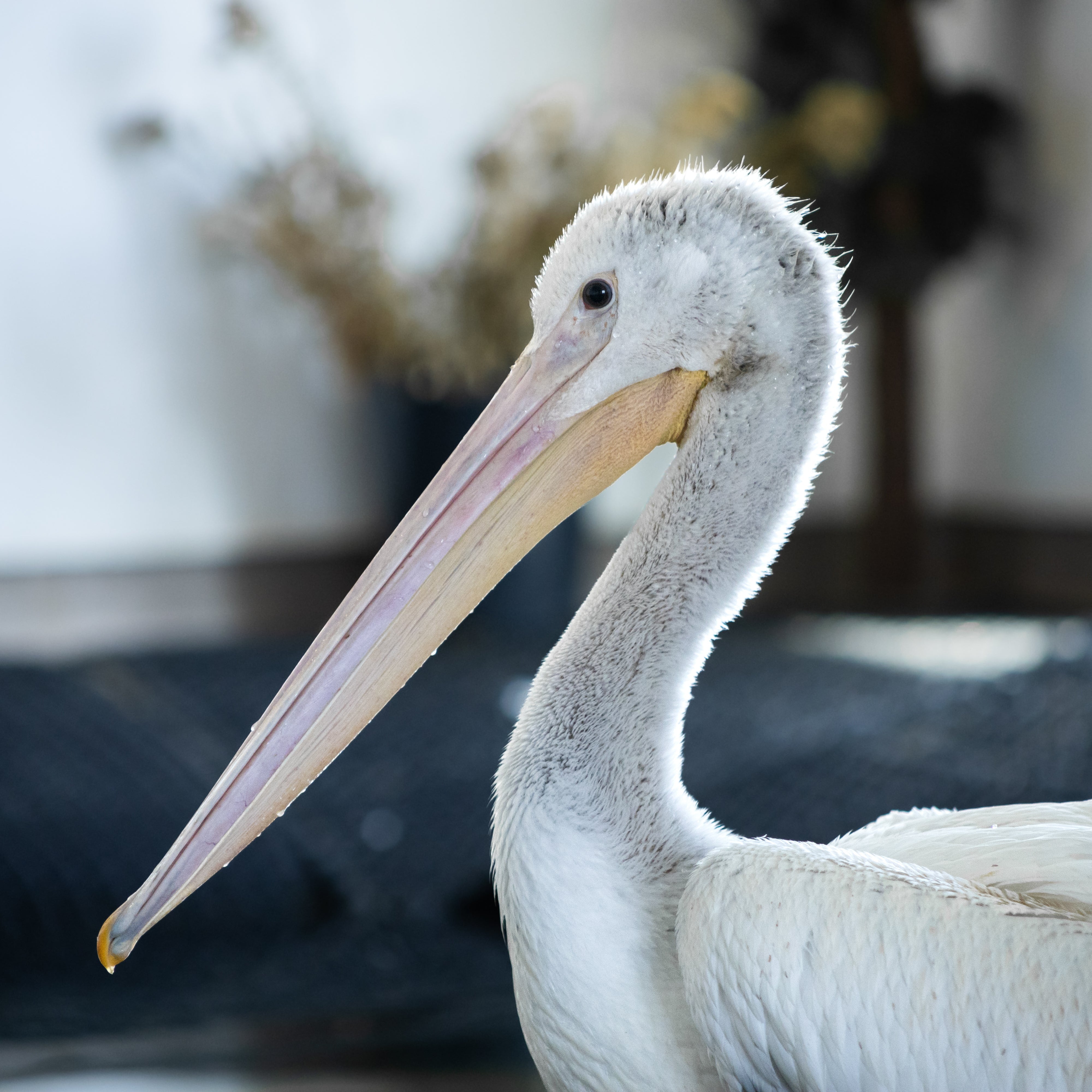 1.4 kg of Fish for the Pelican