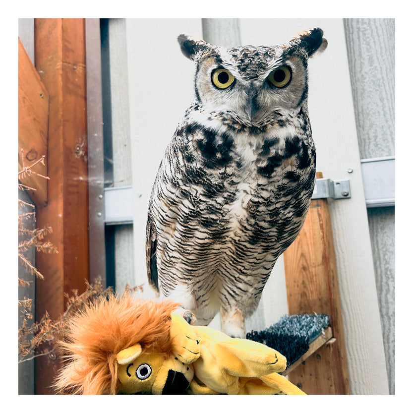 Stuffies for Griffin