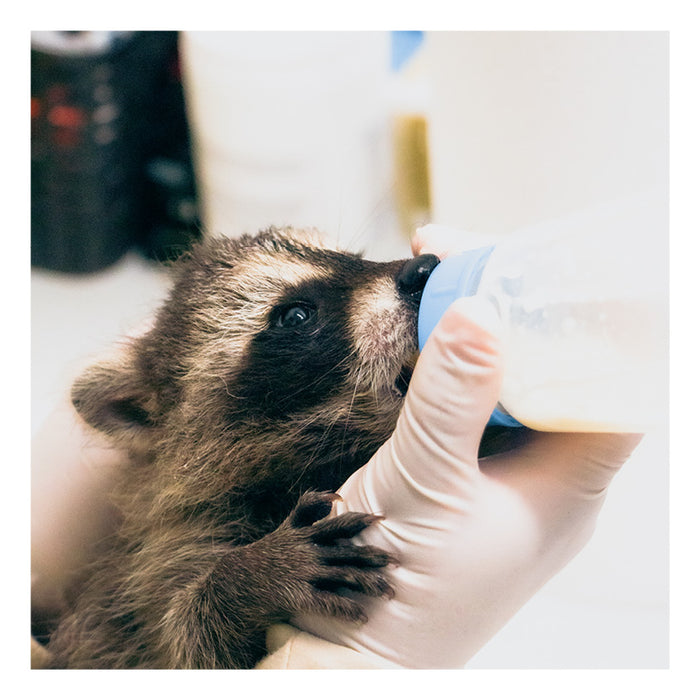 Baby Raccoon or Baby Fox Formula