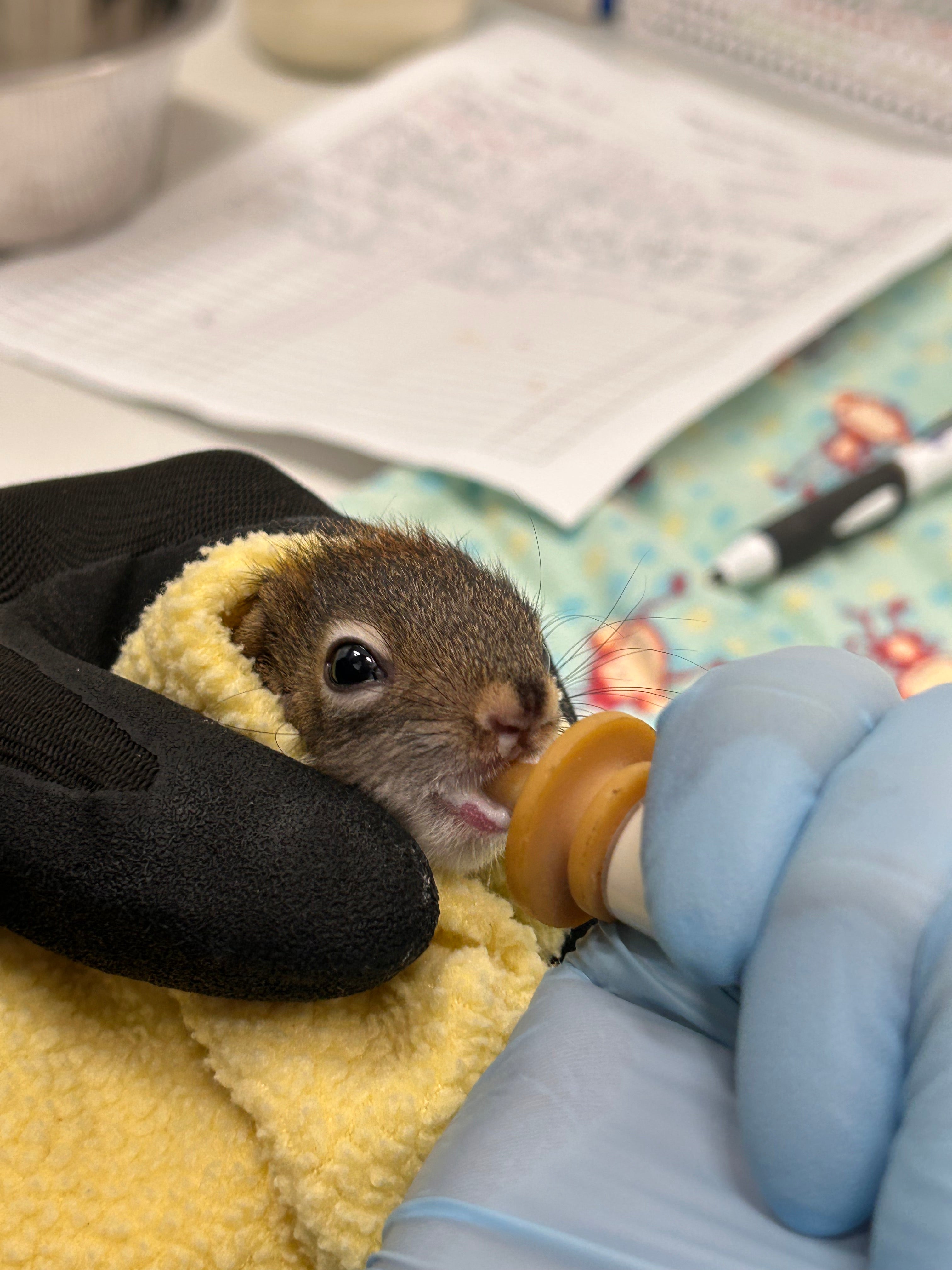 Baby Squirrel Formula