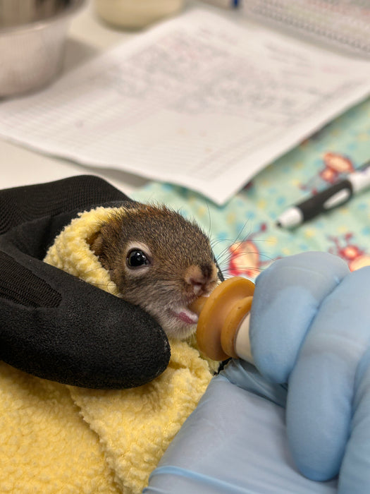 Baby Squirrel Formula