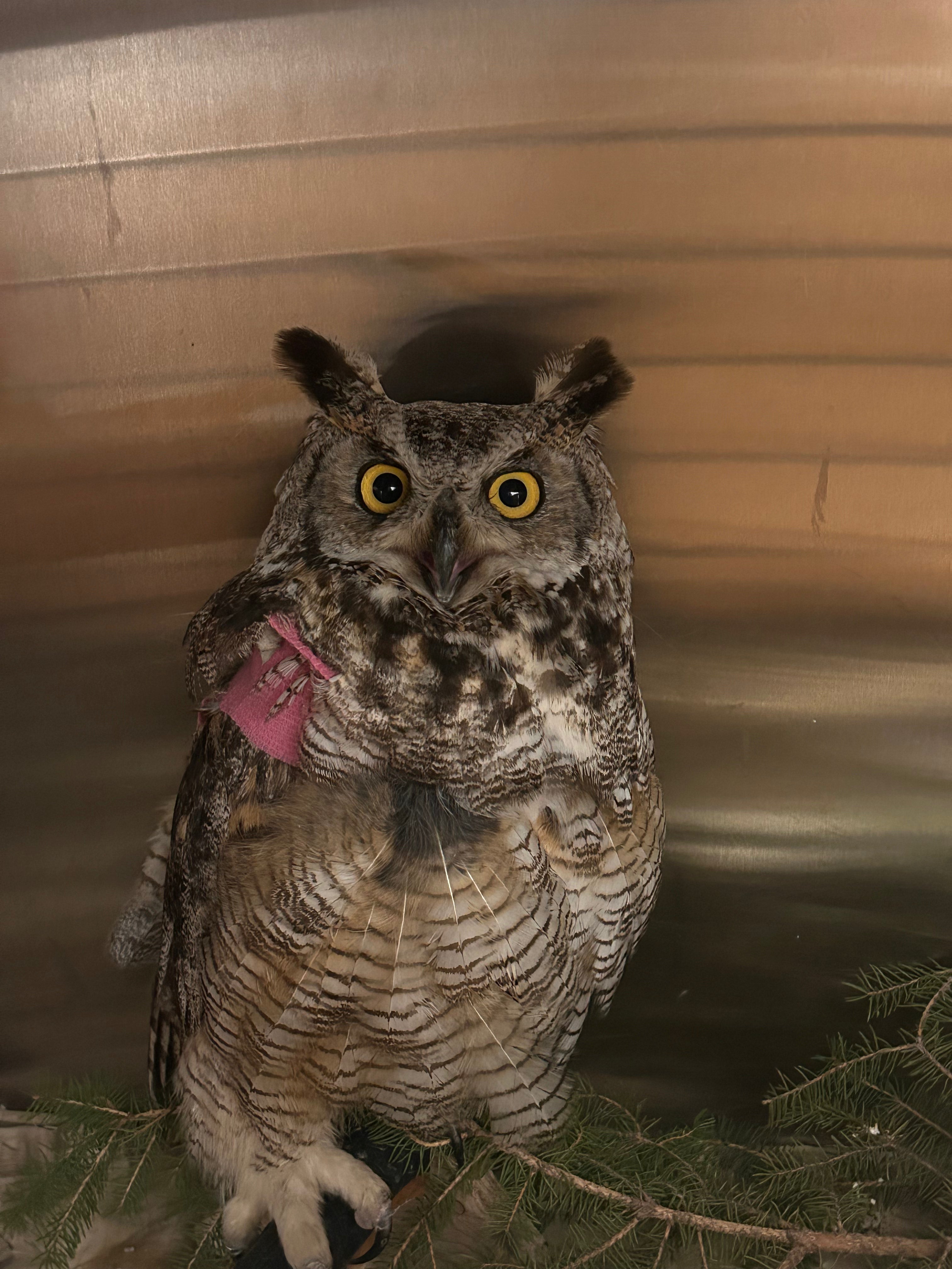 Avian Bandaging & Splint Kit