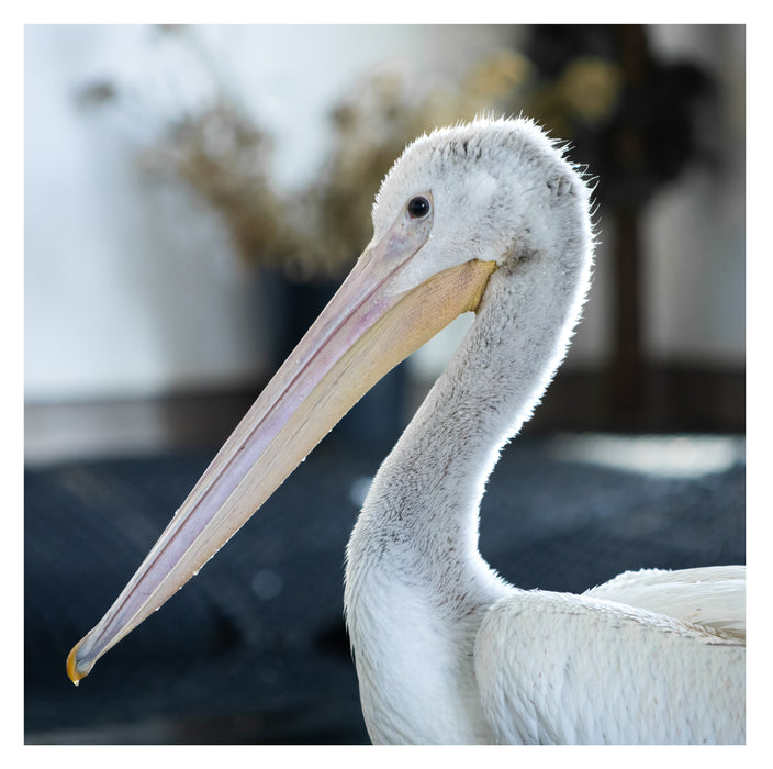 1.4 kg of Fish for the Pelican