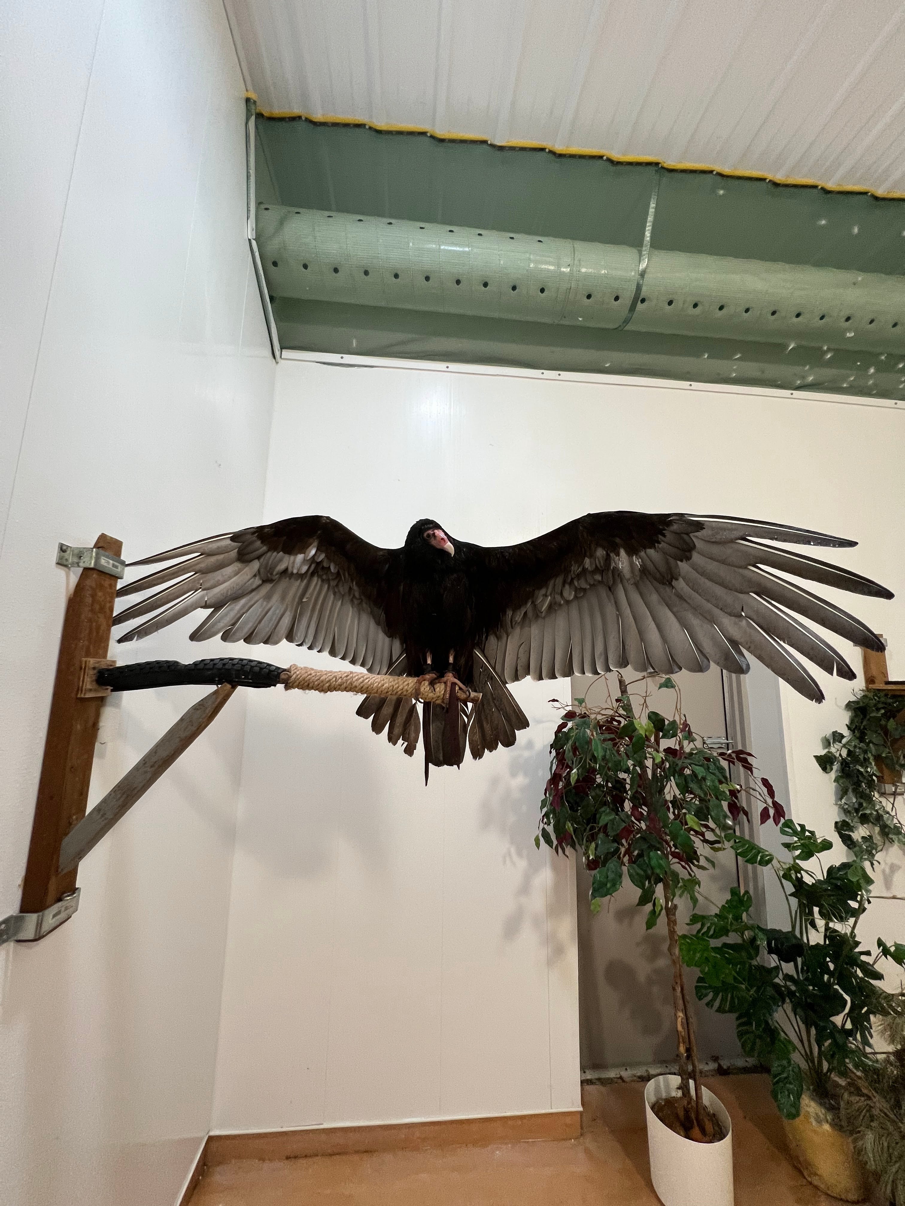 Perches for 1 Enclosure