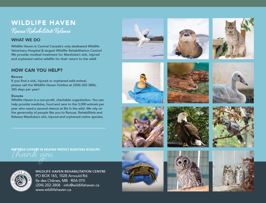 Wildlife Haven Calendar 2027