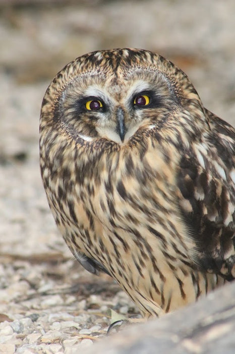 Short-Eared Owl