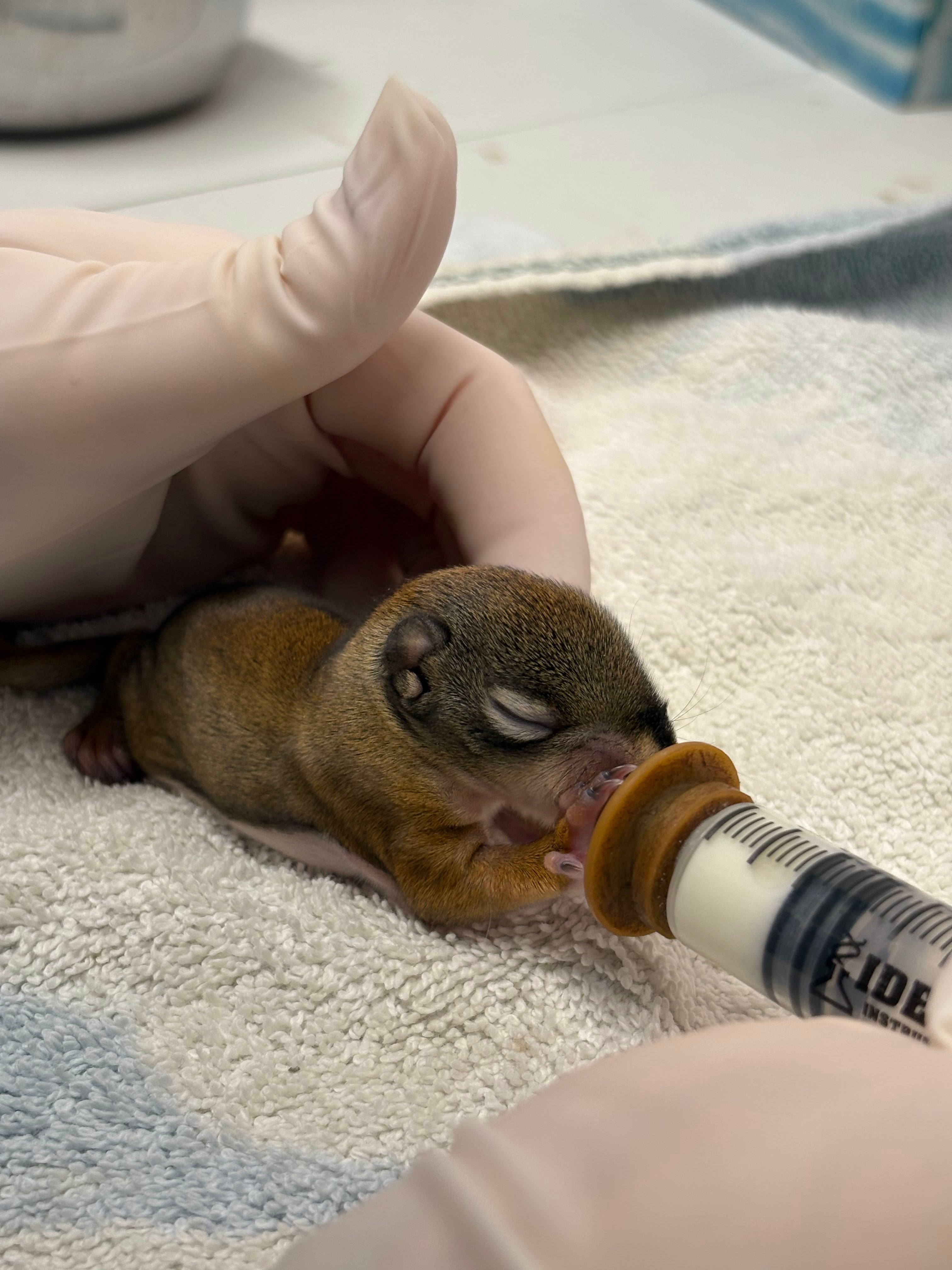 Baby Squirrel Formula