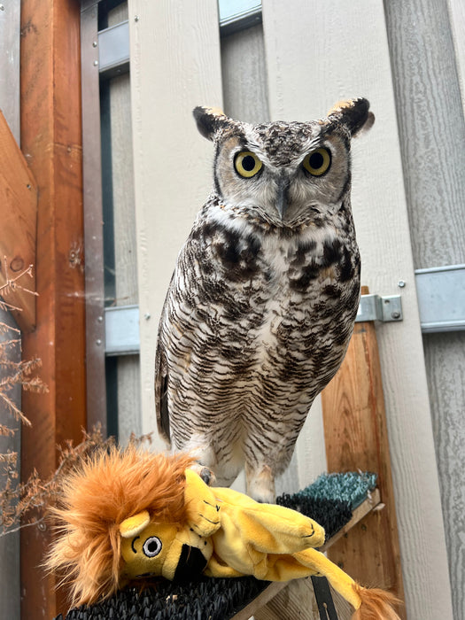 Stuffies for Griffin