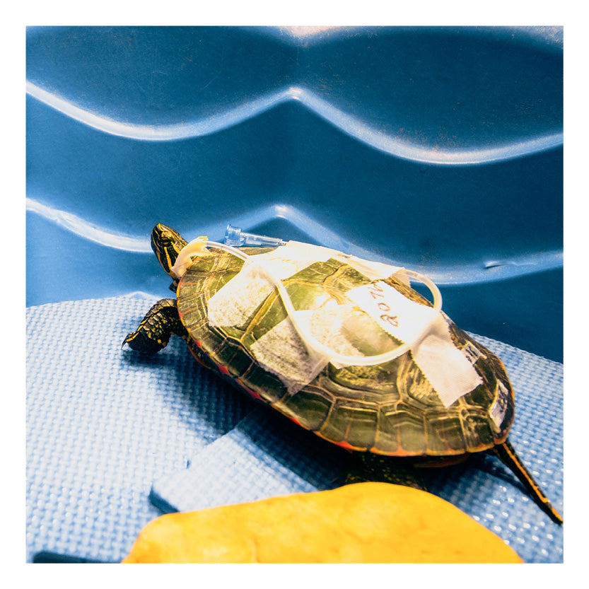 1 Bottle of Antibiotics