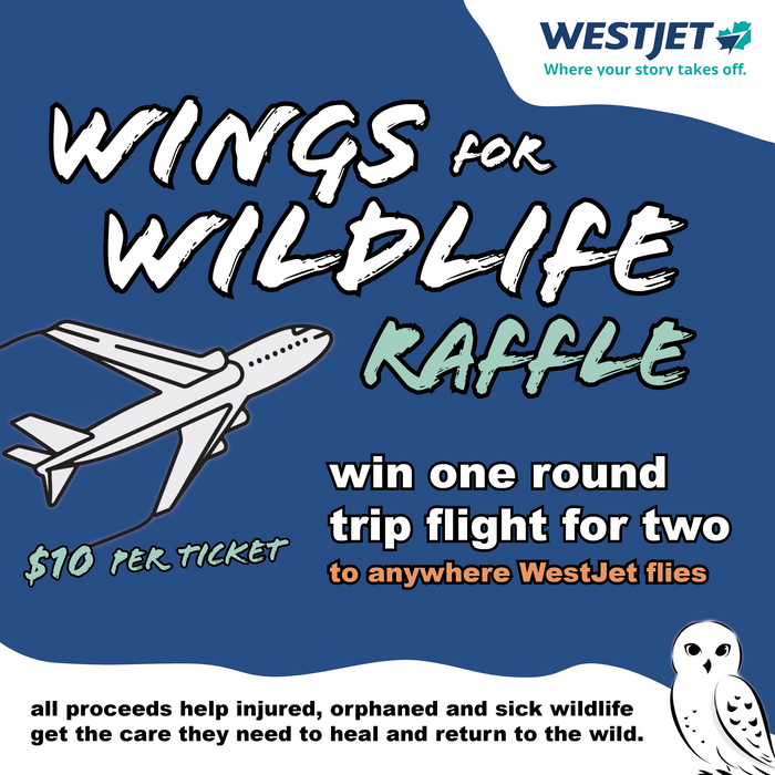Wings for Wildlife Raffle Ticket