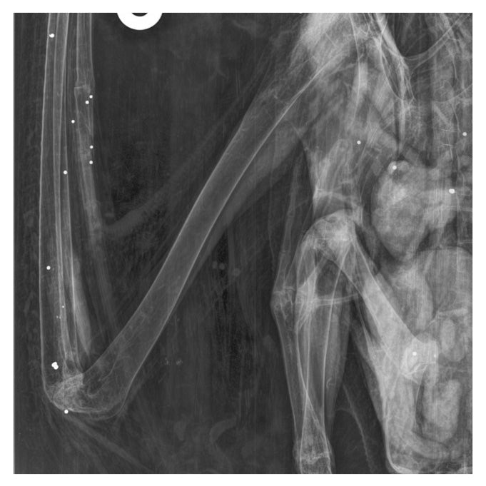 Xray or Exam Support