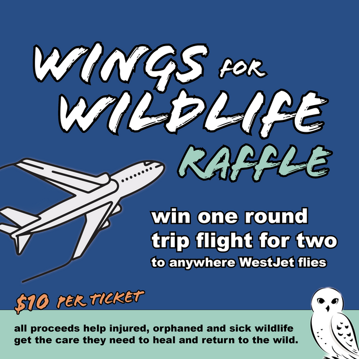 Wings for Wildlife Raffle Ticket