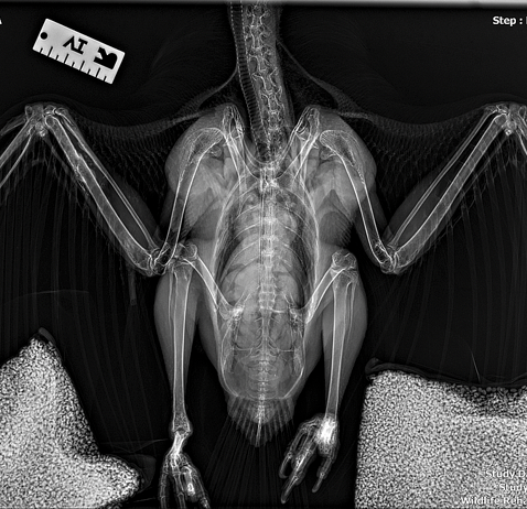 Xray or Exam Support