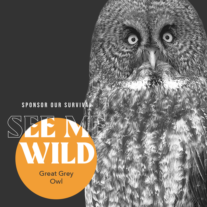 Ash the Great Grey Owl
